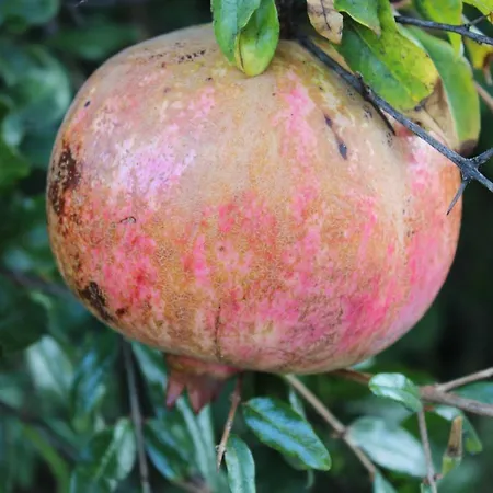 Selene Bed & Breakfast 4*